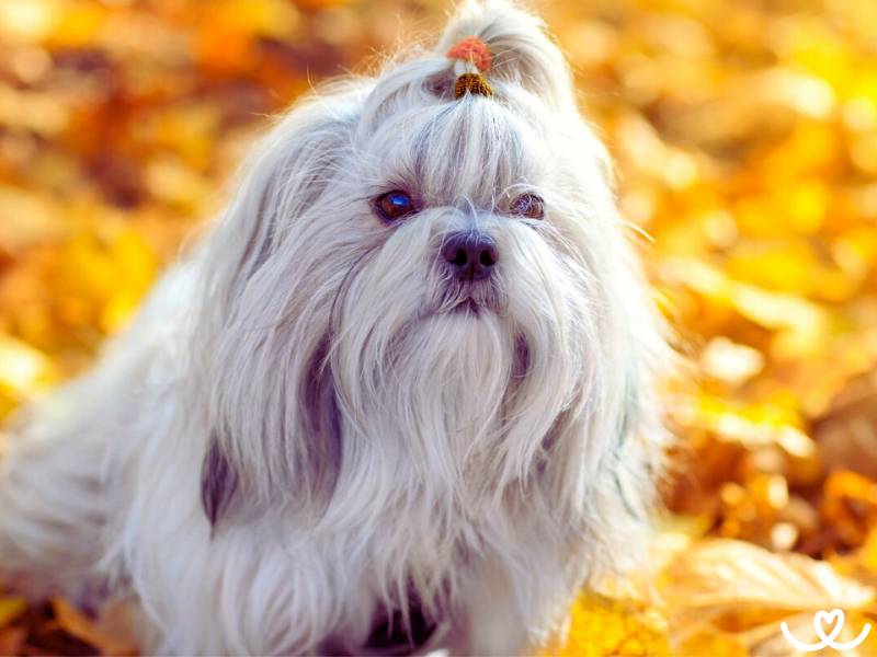 Psi-plemeno-shih-tzu (2)